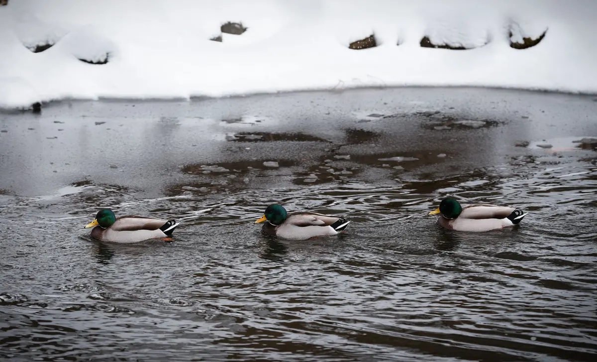 Beginner's Guide to Identifying Ducks on UK Ponds and Lakes