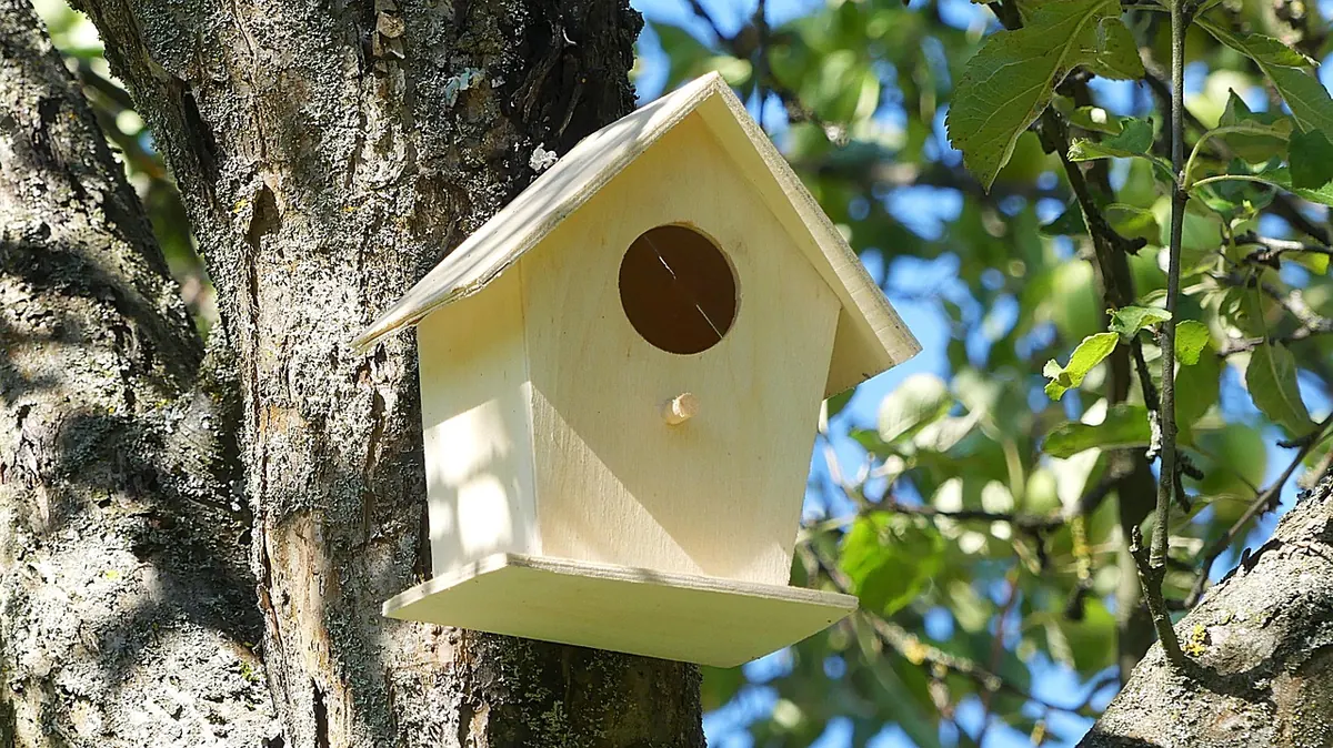 Common Nest Box Mistakes to Avoid: How to Site, Clean and Monitor Safely