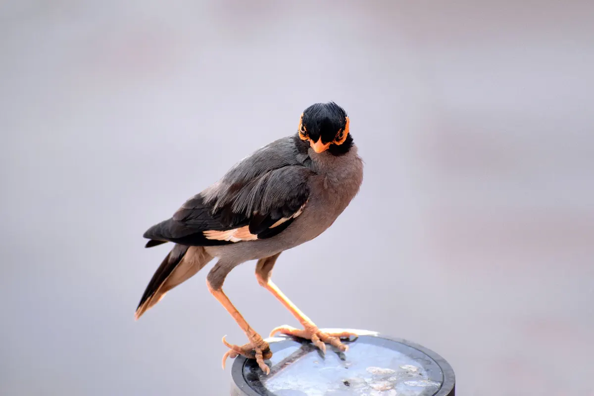 How to Report a Ringed Bird in the UK: What to Do and Why It Matters