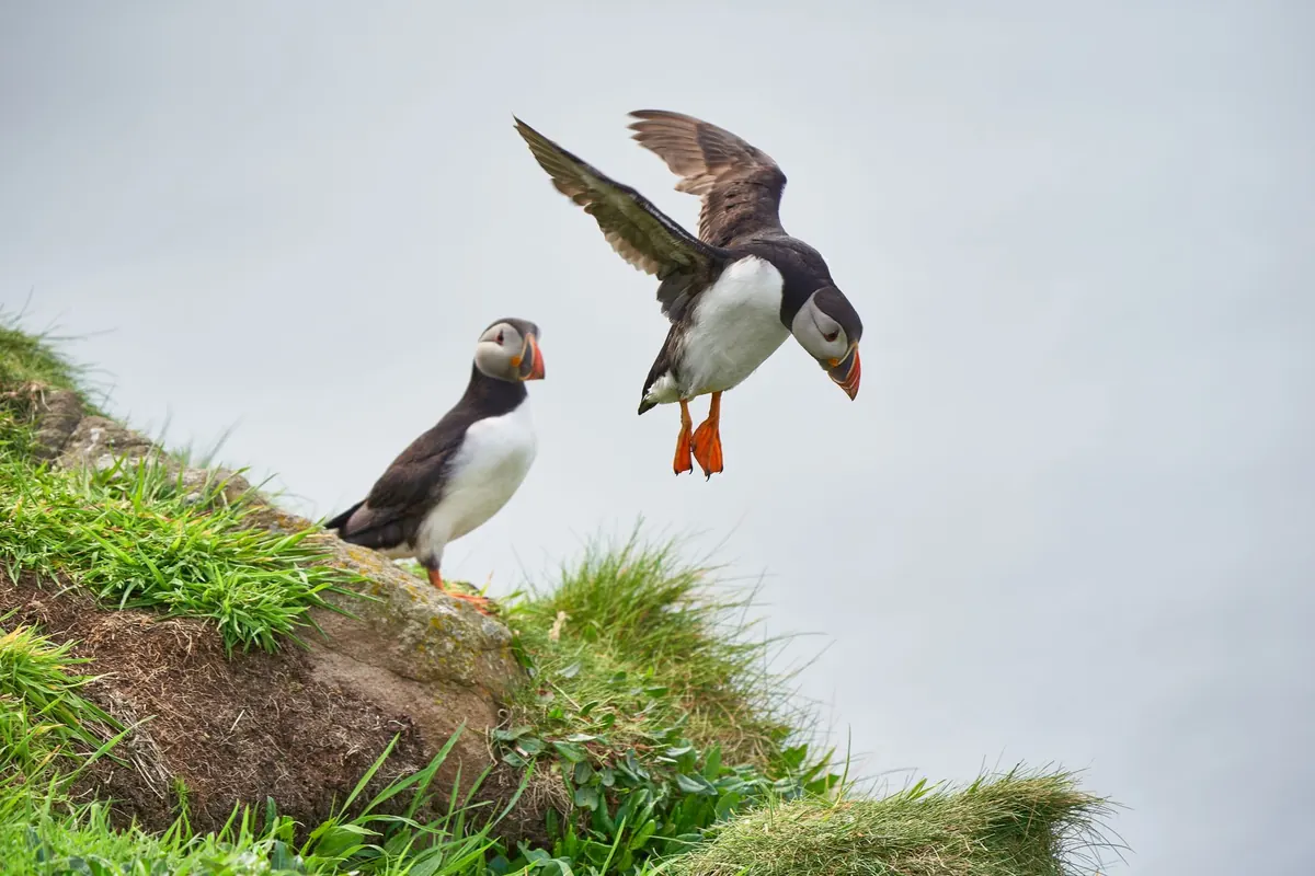Where to See Puffins in the UK: A Seasonal Guide to Coastal Colonies